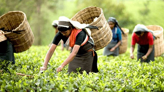 Krista Organic Green Tea – Our Story