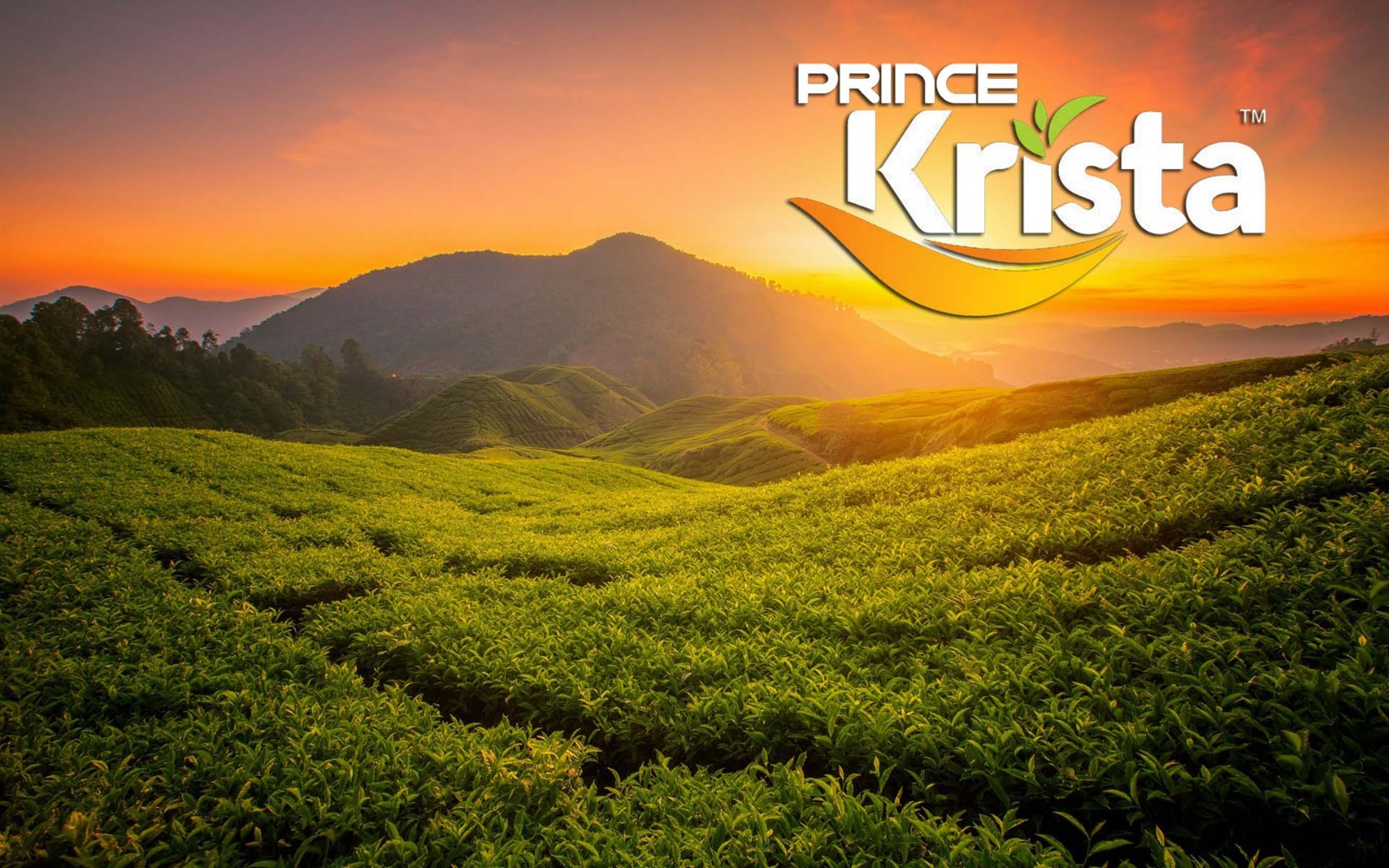Krista Tea Collection – Masala, Ginger, Chocolate Tea